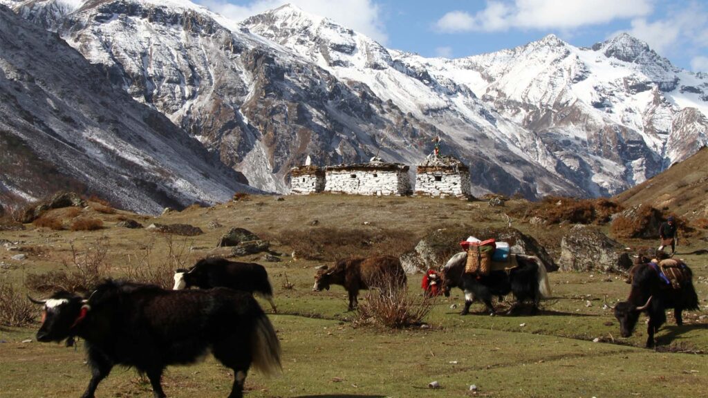 Yaks Carrying Supplies in Higher Himalayas