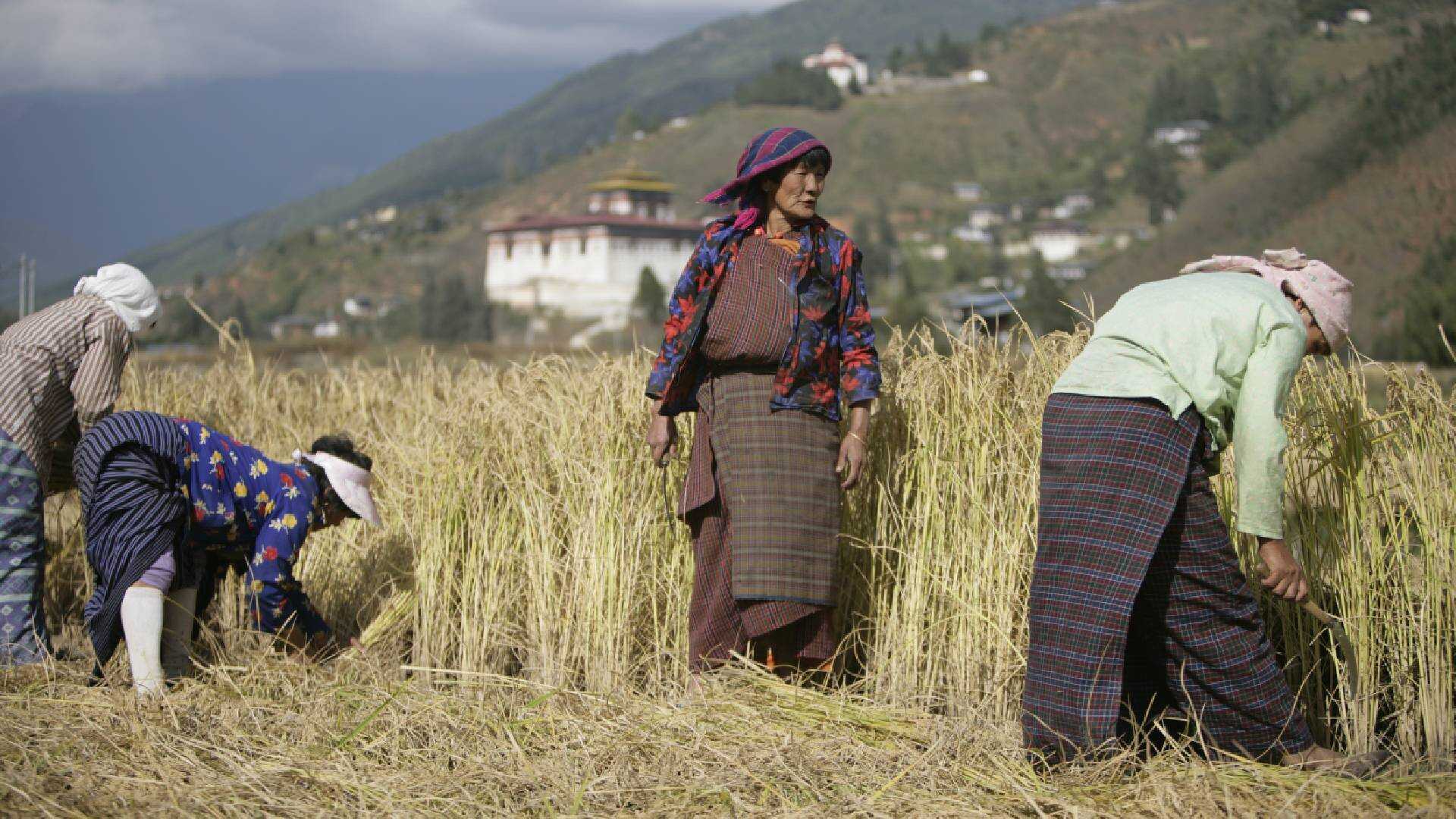 Farmers in Paro