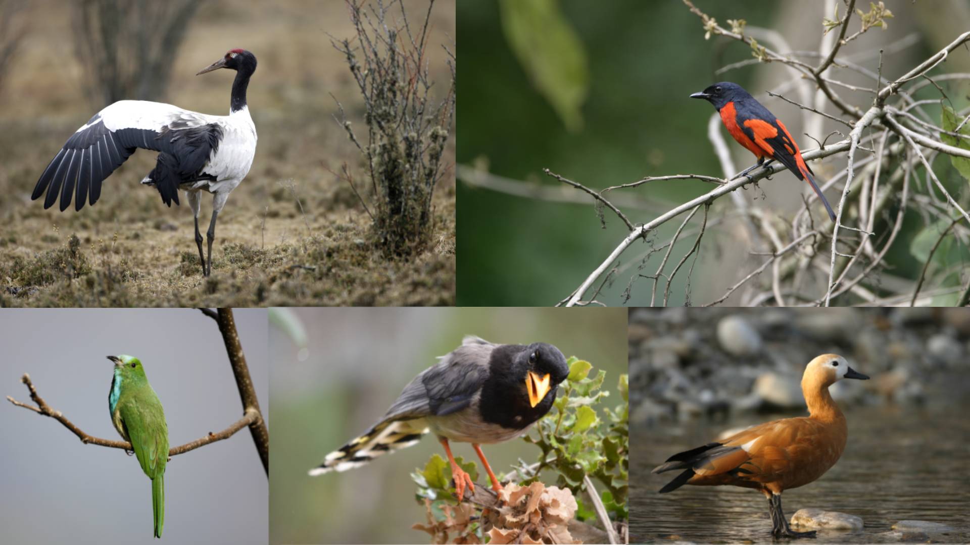 Bird Watching Tours in Bhtuan