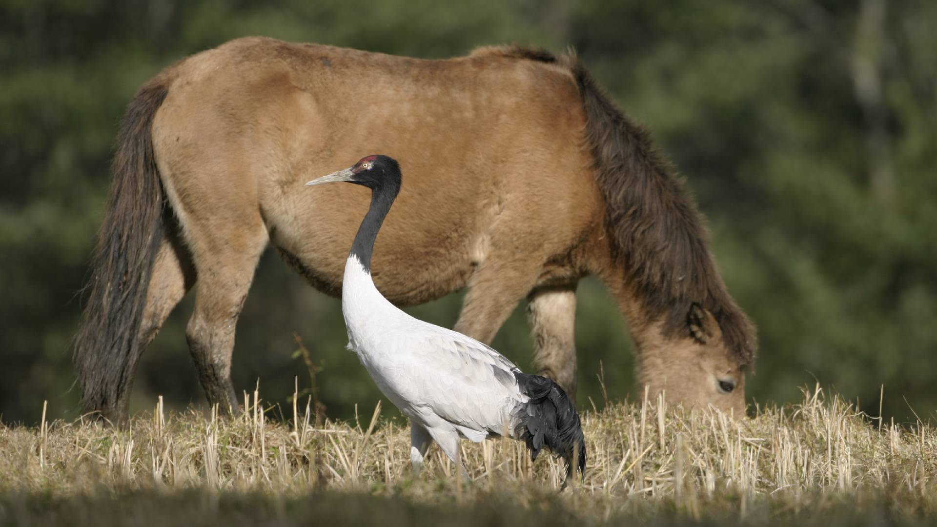 Birds in Bhutan