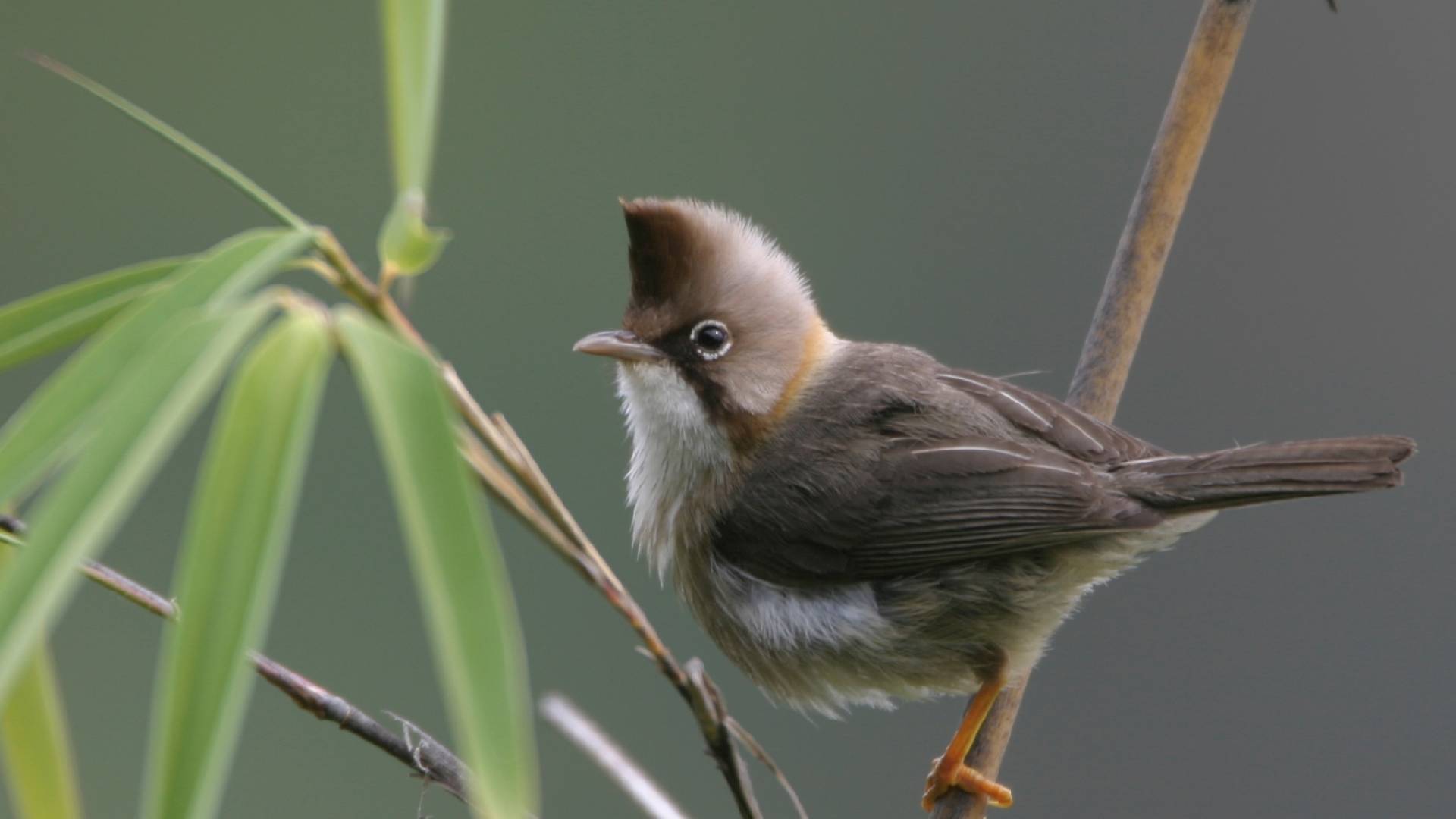 Whiskered Yuhina in Bhutan