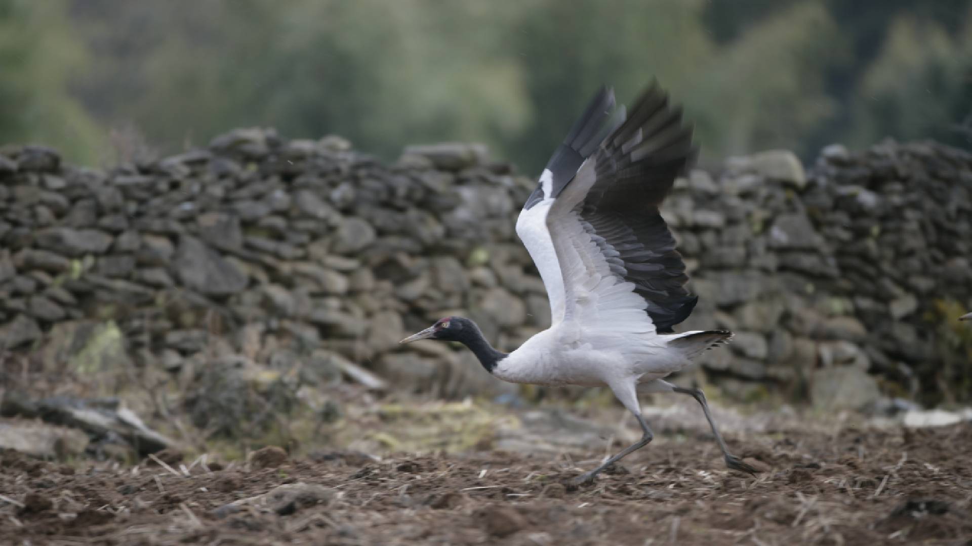 Black Necked Crane