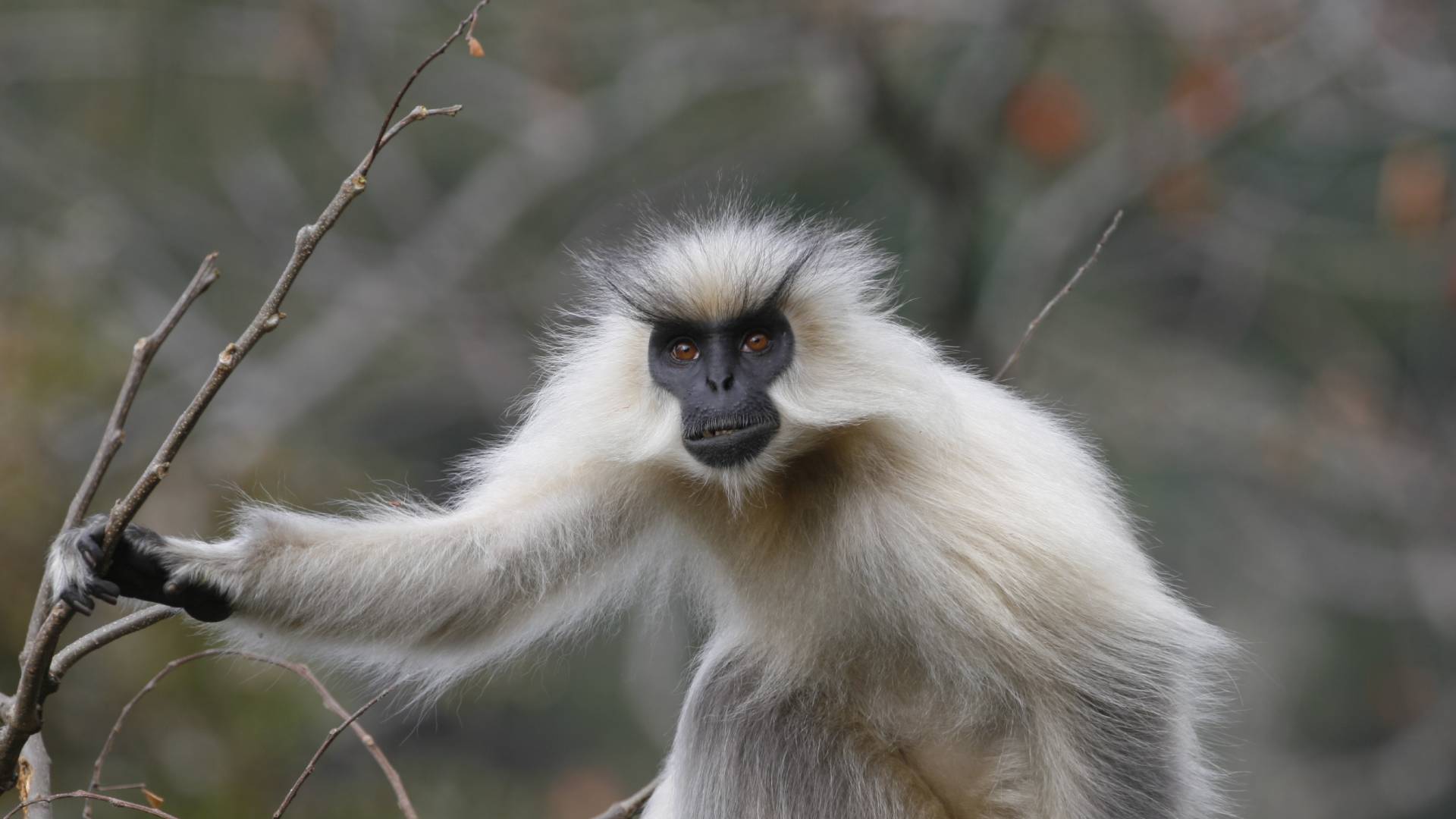 Golden Langur in Royal Manas Park