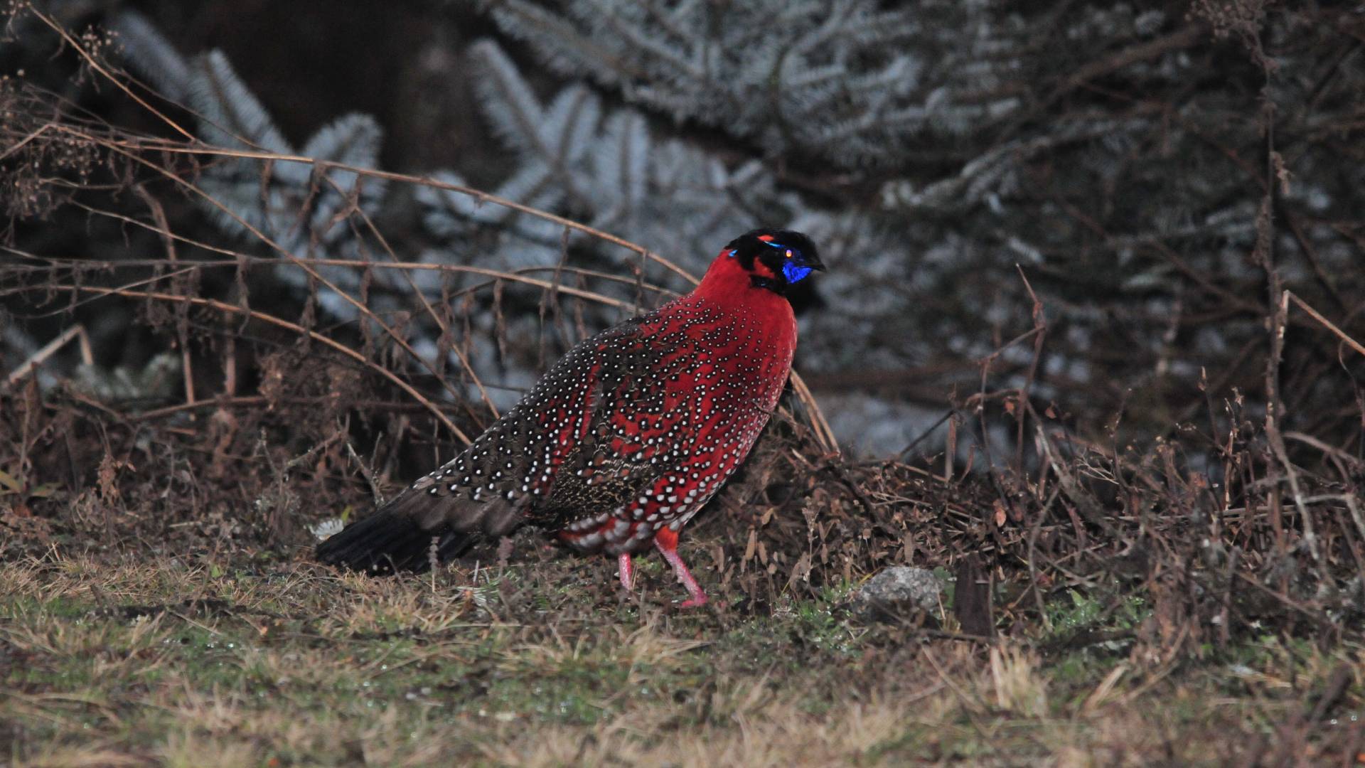 Satyr Tragopan in Bhutan