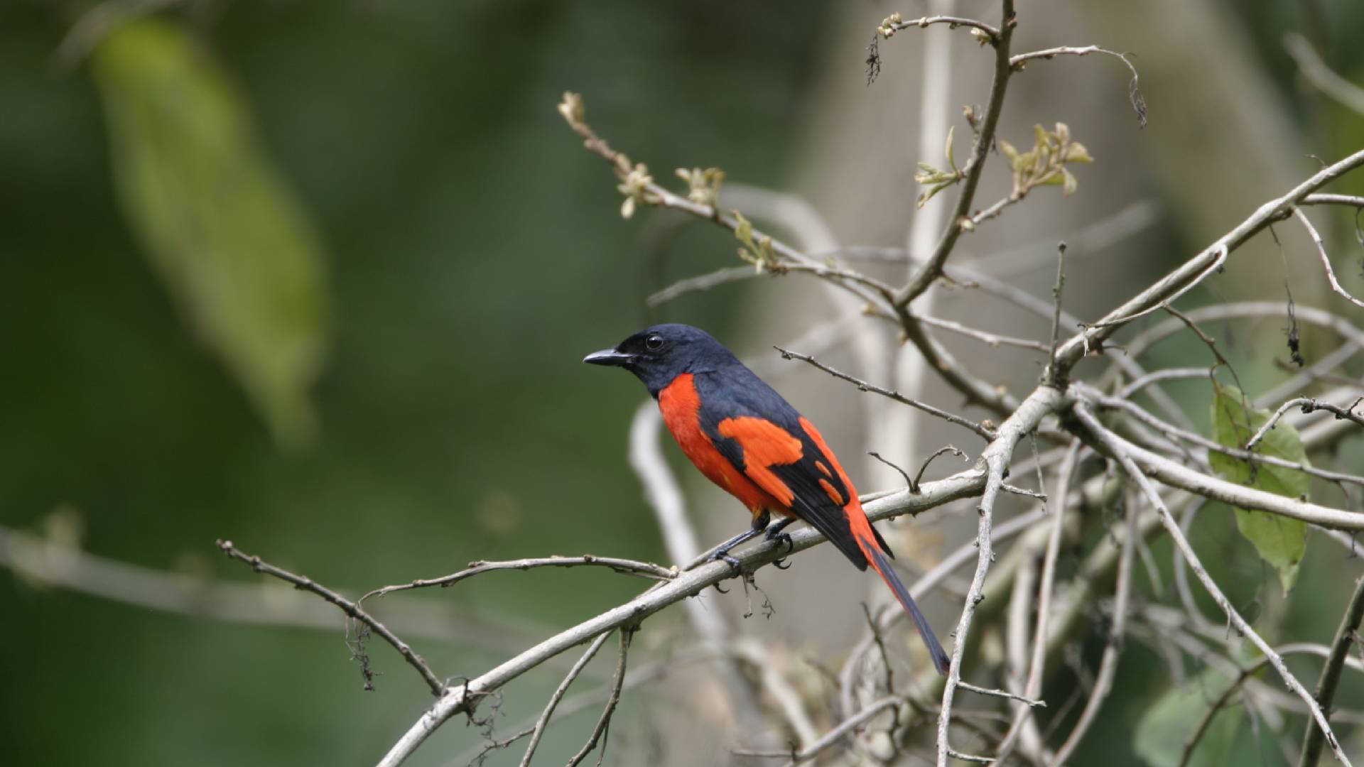 Birds in Bhutan