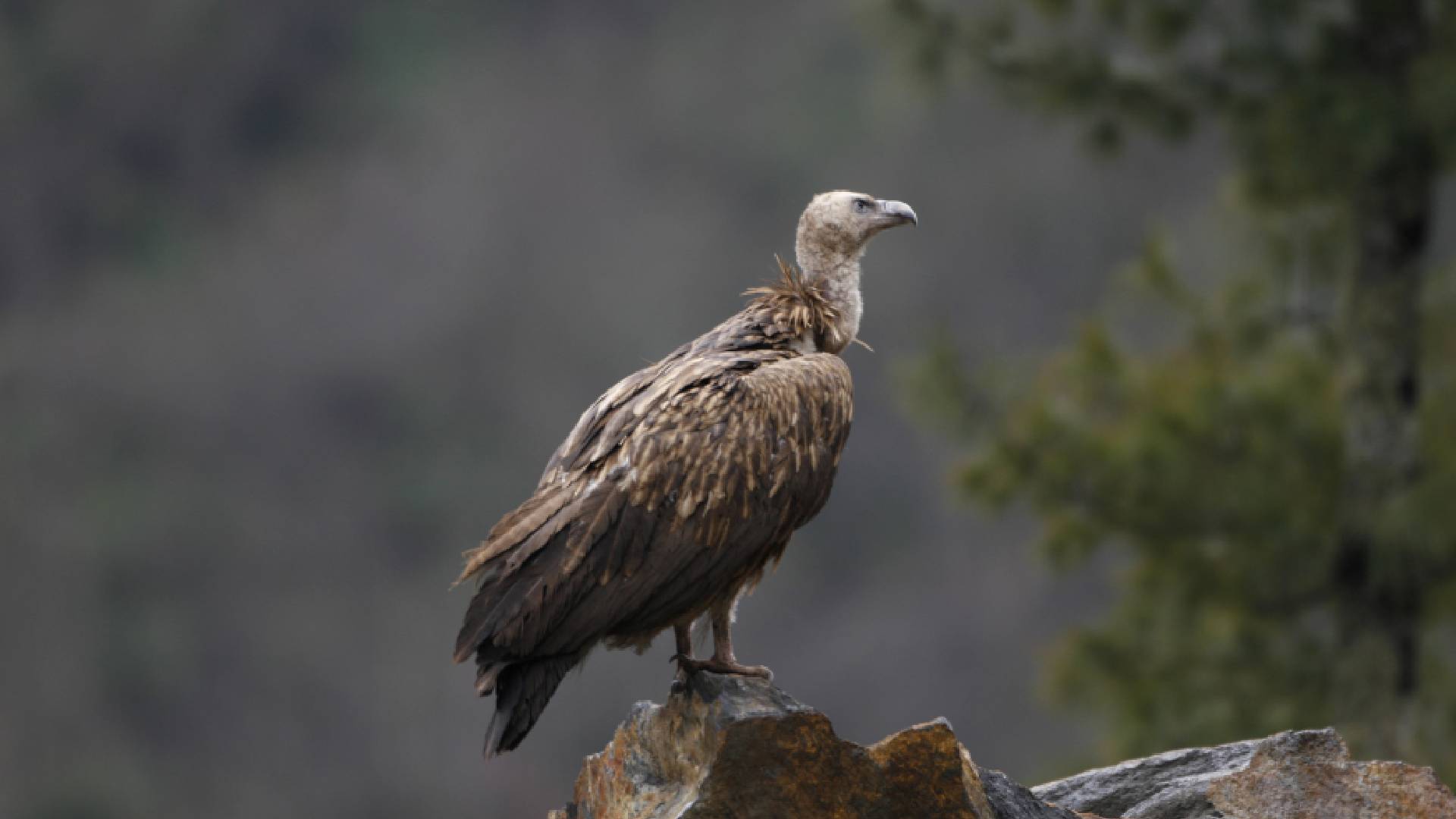 Himalayan Vulture in Bhutan