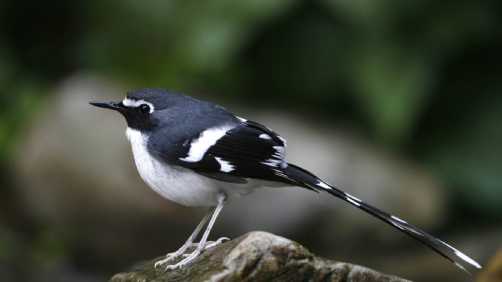 Birds in Bhutan