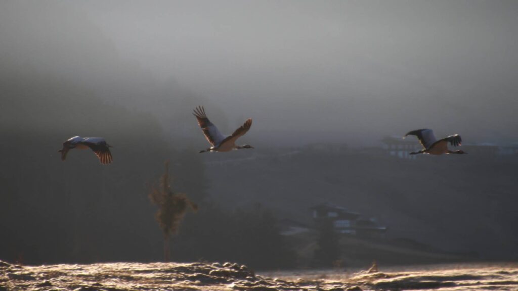 Cranes in Phobjikha