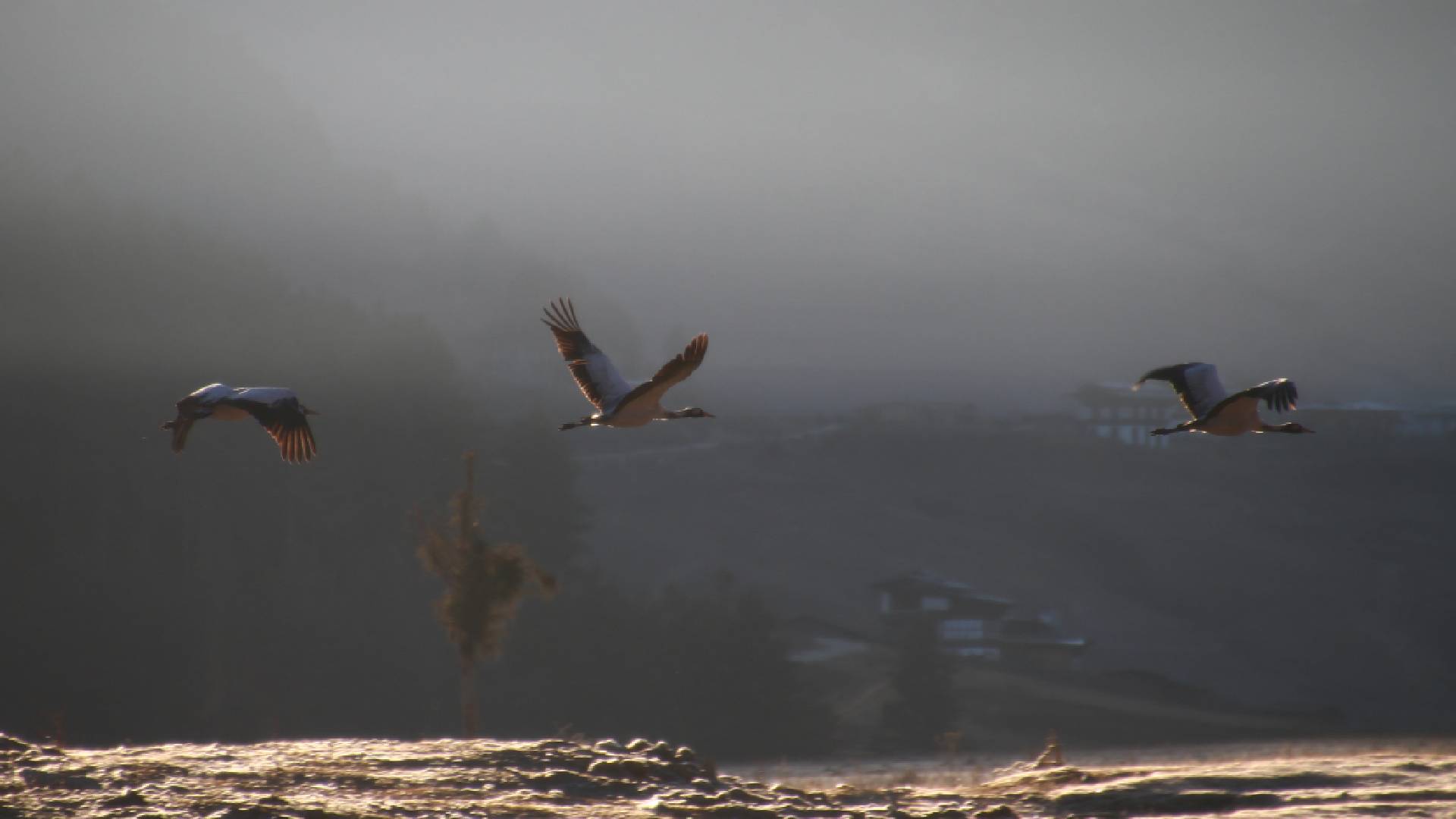 Cranes in Phobjikha